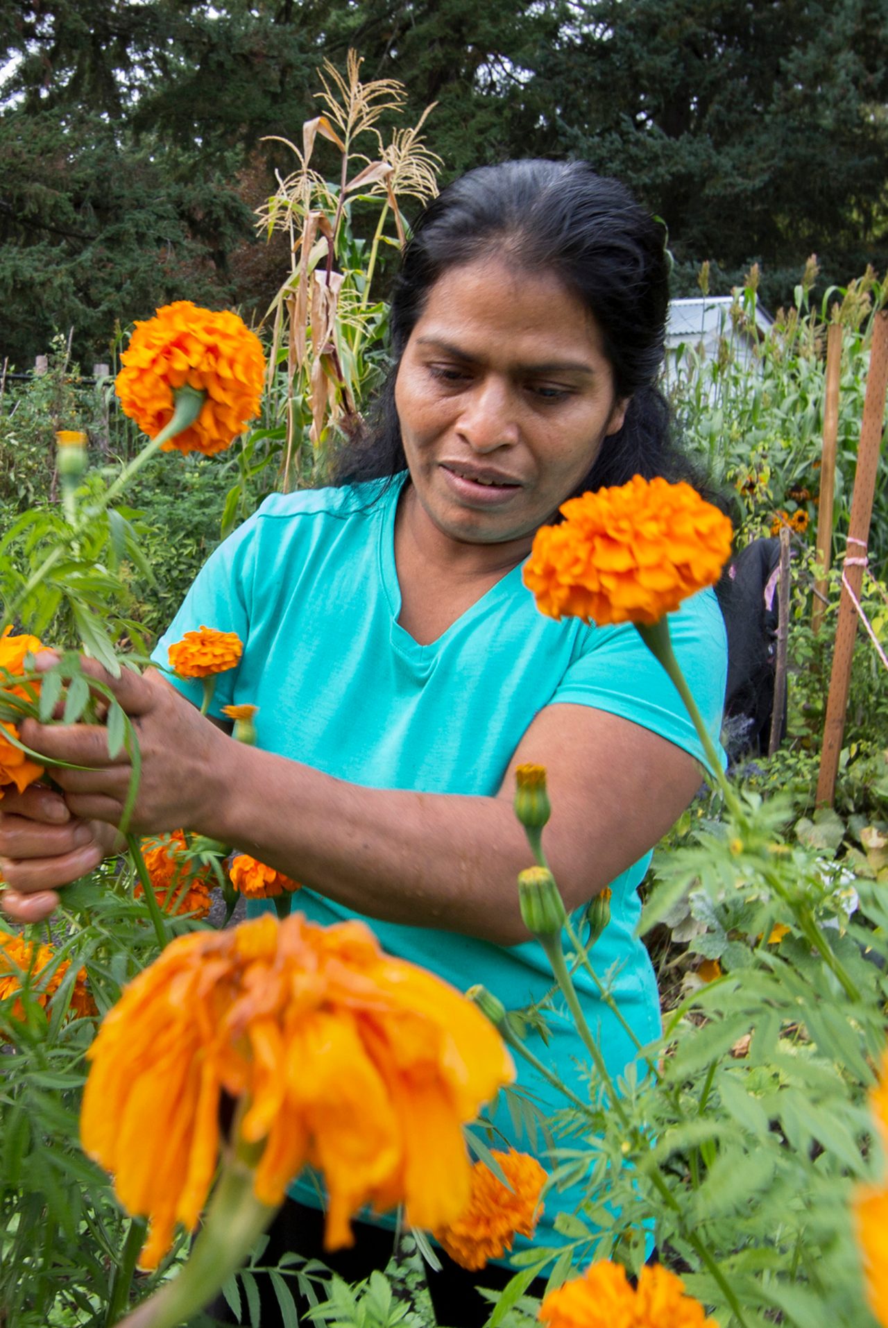 A woman harvesting bright and colorful blooming flowers.