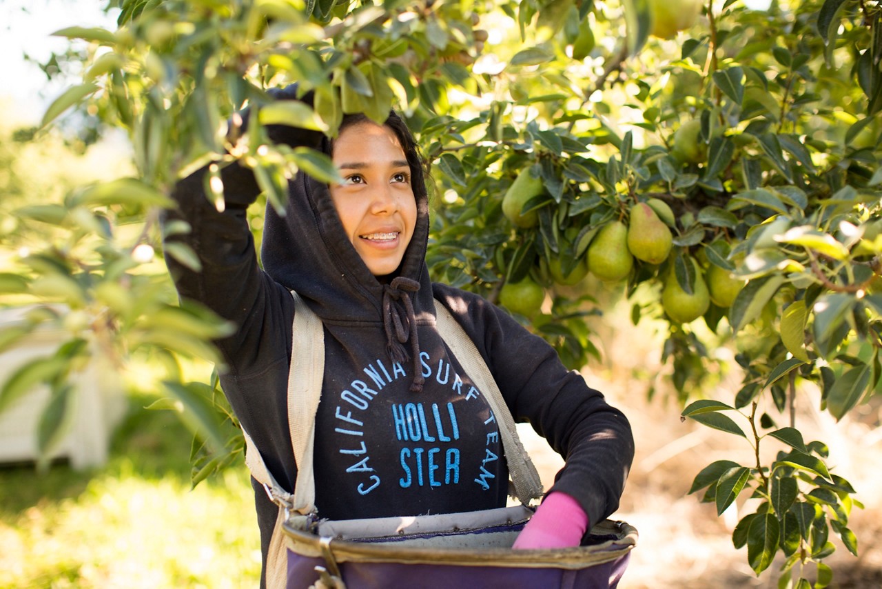 Columbia Gorge 2016 Culture of Health. Kiyokawa Orchard is a 3rd generation farm growing pears and apples. The owner, Randy Kiyokawa focuses on keeping the food local where most area farmers ship their product far away. Sitlali Sanchez comes to the U.S. for 6 months each year to work. Her father cannot get across the border, so she and her mother come to work when school is not in session. Sitlali desires to be a dental hygentist.