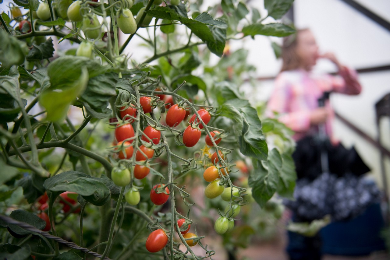 A young girl eating tomatoes at farm greenhouse. 