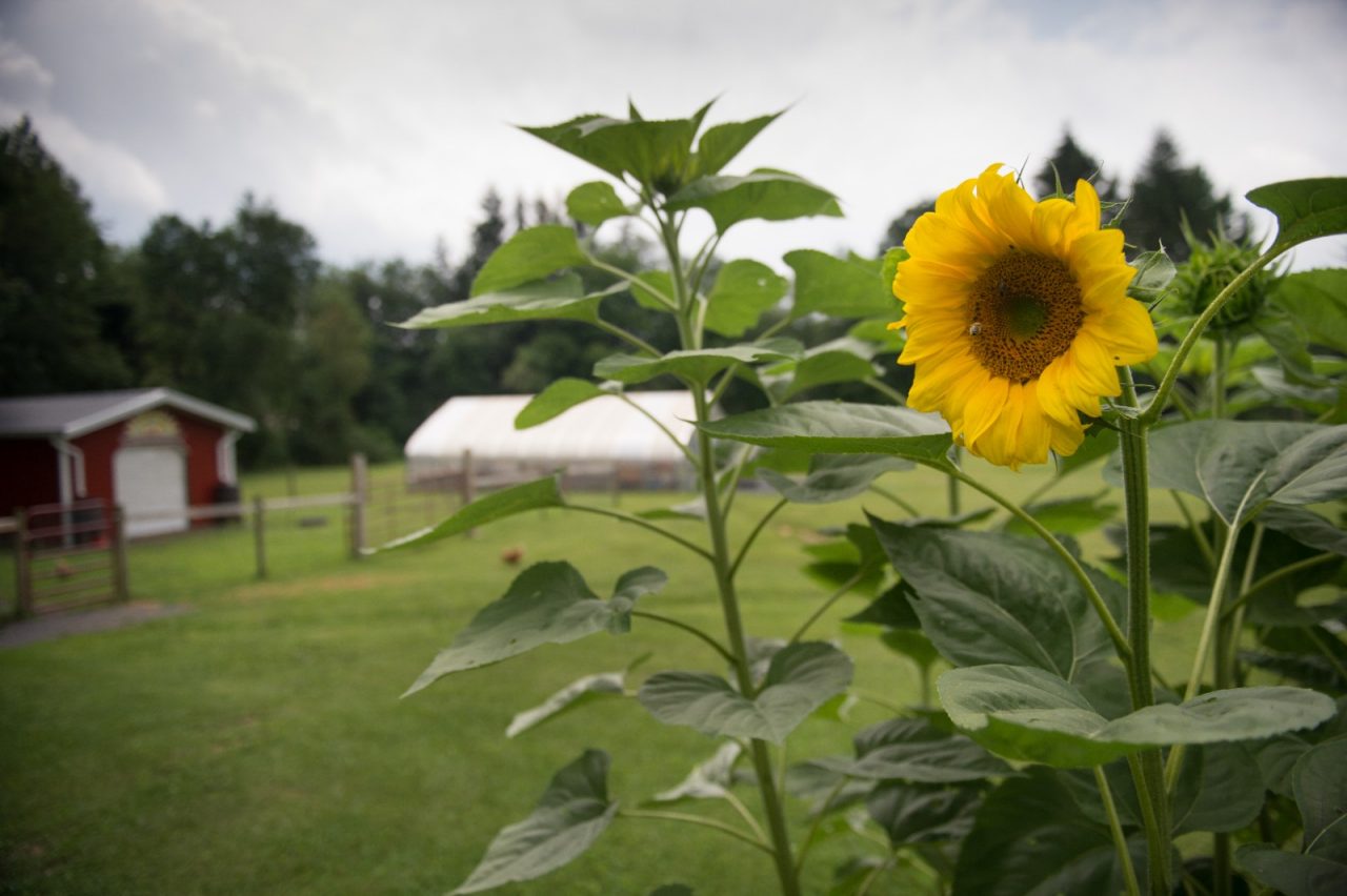 A sunflower blooming on a farm.