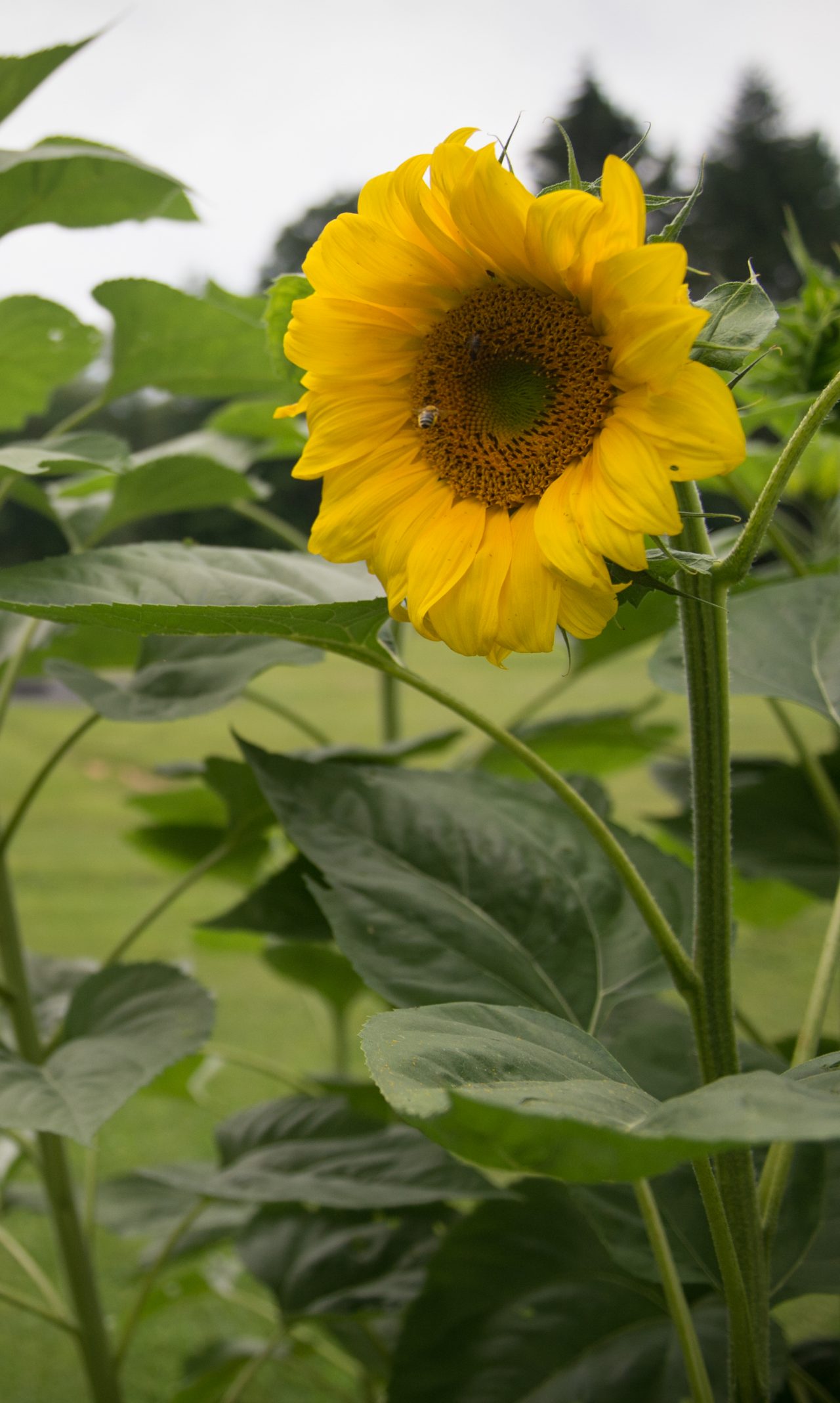 A sunflower blooming on a farm.