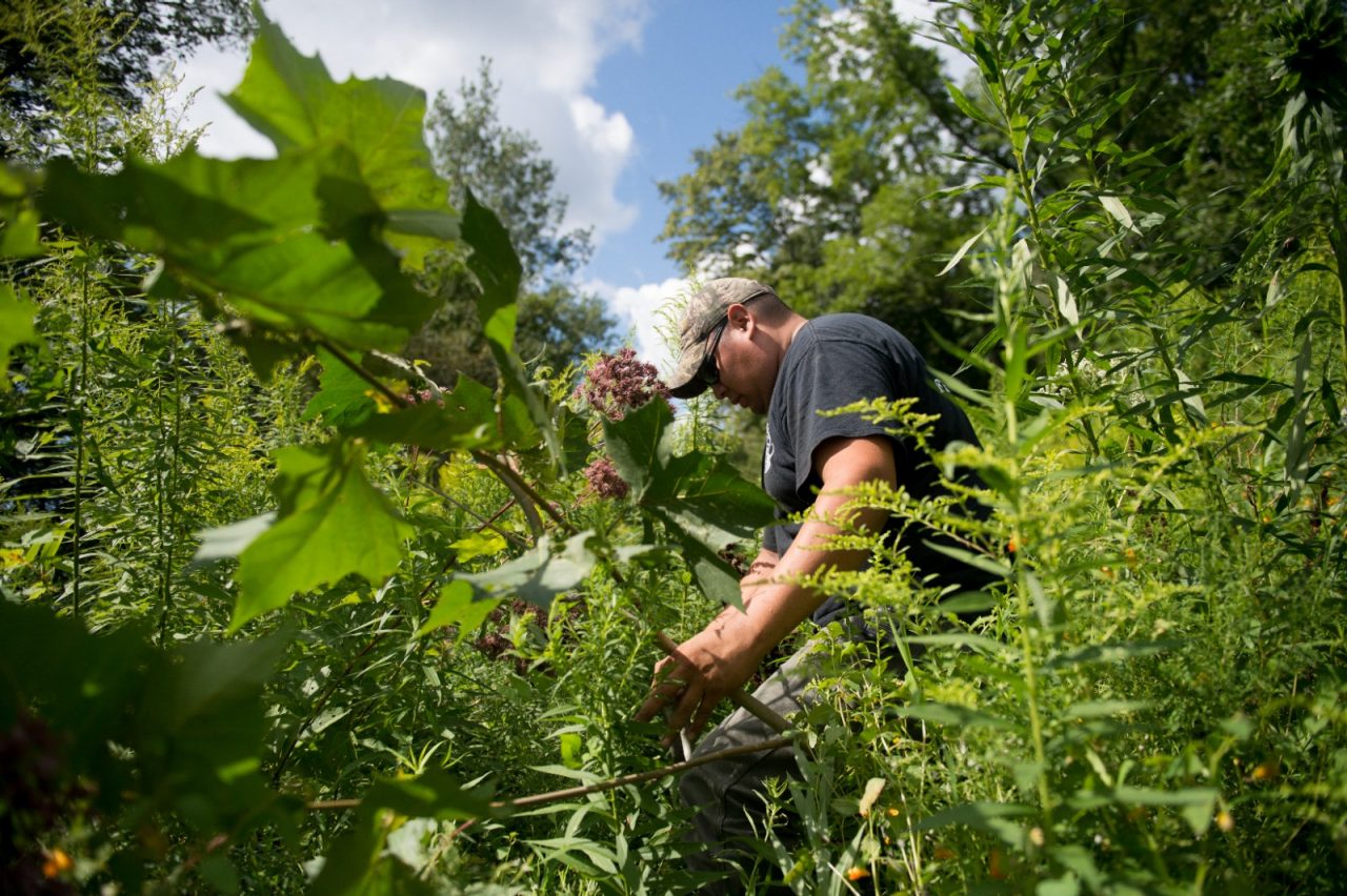 Duane Carry-Mocassin, with the Seneca Nation Fish and Wildlife Department, plants new vegetation around a creek in Cattaraugus Territory, in order to restore the habitat to its natural state and eliminate invasive species.