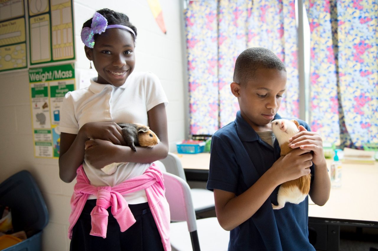 Students in the sixth grade hold their classroom guinea pigs at Lucas Crossing Elementary School on Tuesday, Aug. 16, 2016.