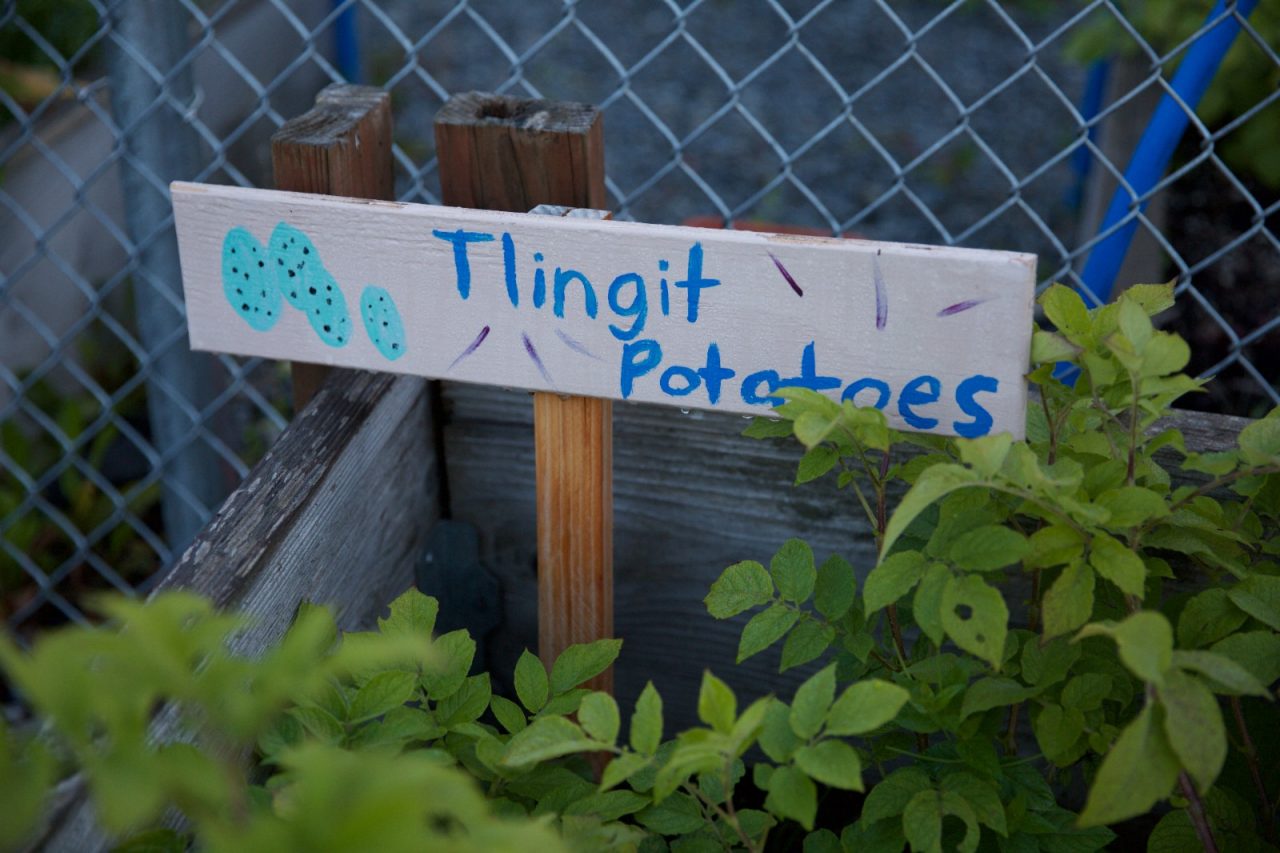 A wooden sign in a community garden reads, "Tlingit potatoes."