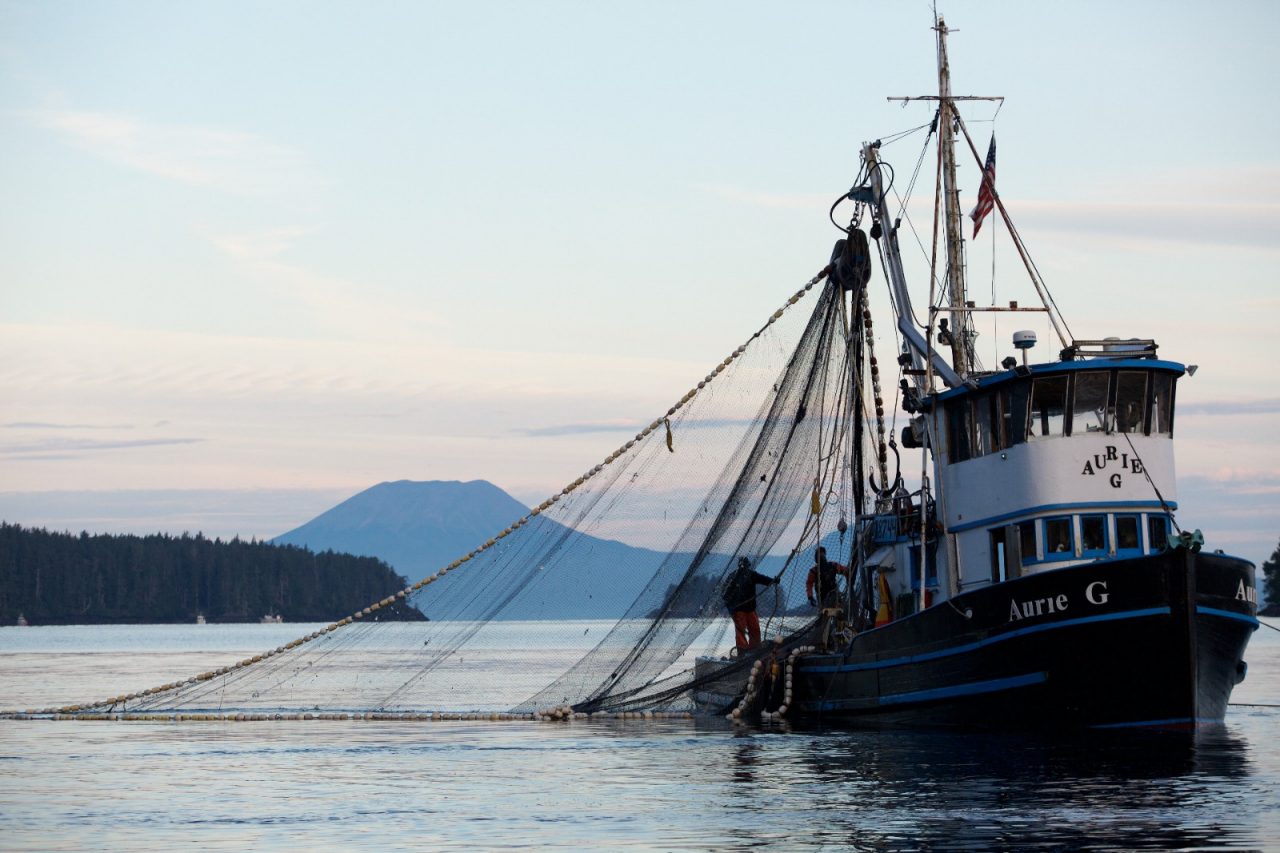 SITKA, ALASKA - SEPTEMBER 2019: Commercial fishermen on a purse seiner boat collecting fish in the early morning in Sitka.