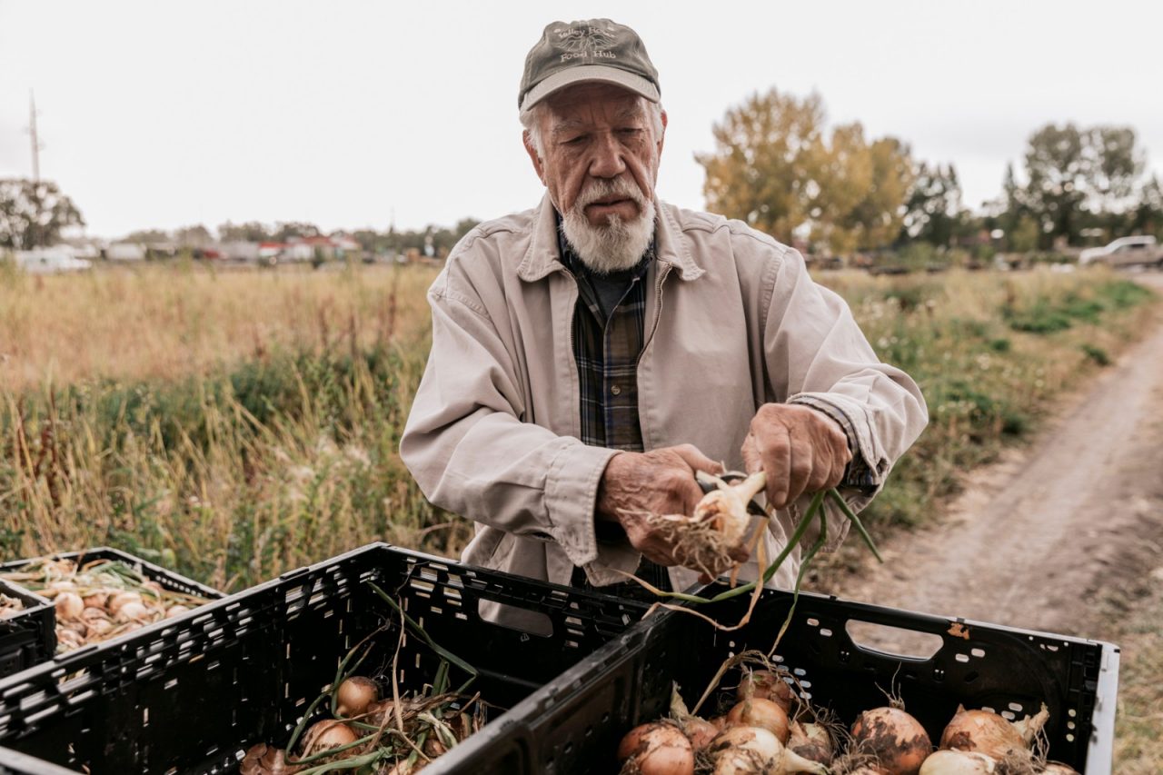 A man trims onions freshly picked on a farm.