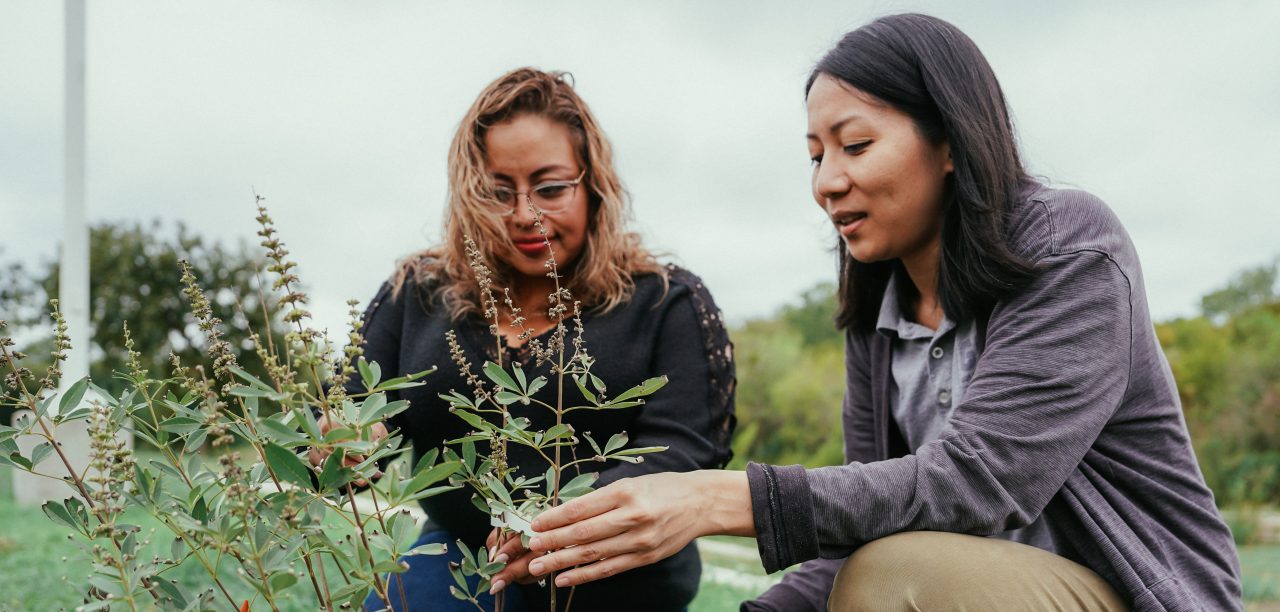  Two women admire a recently planted tree.