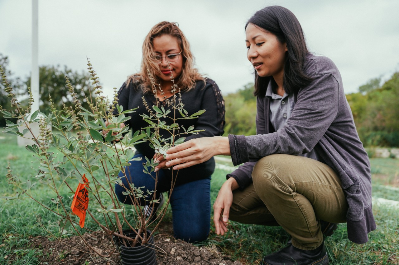 Two women admire a recently planted tree.